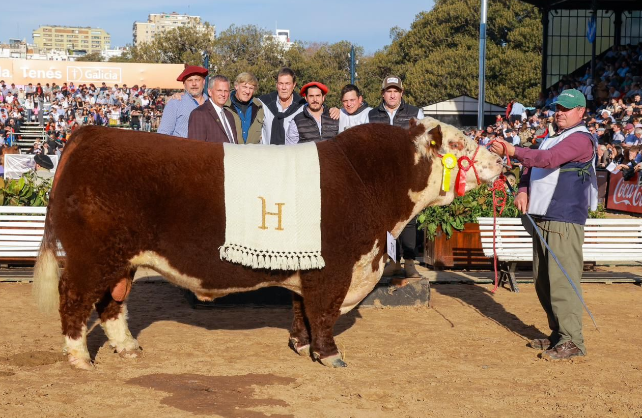 Los Murmullos ganó el Gran Campeón Macho Hereford