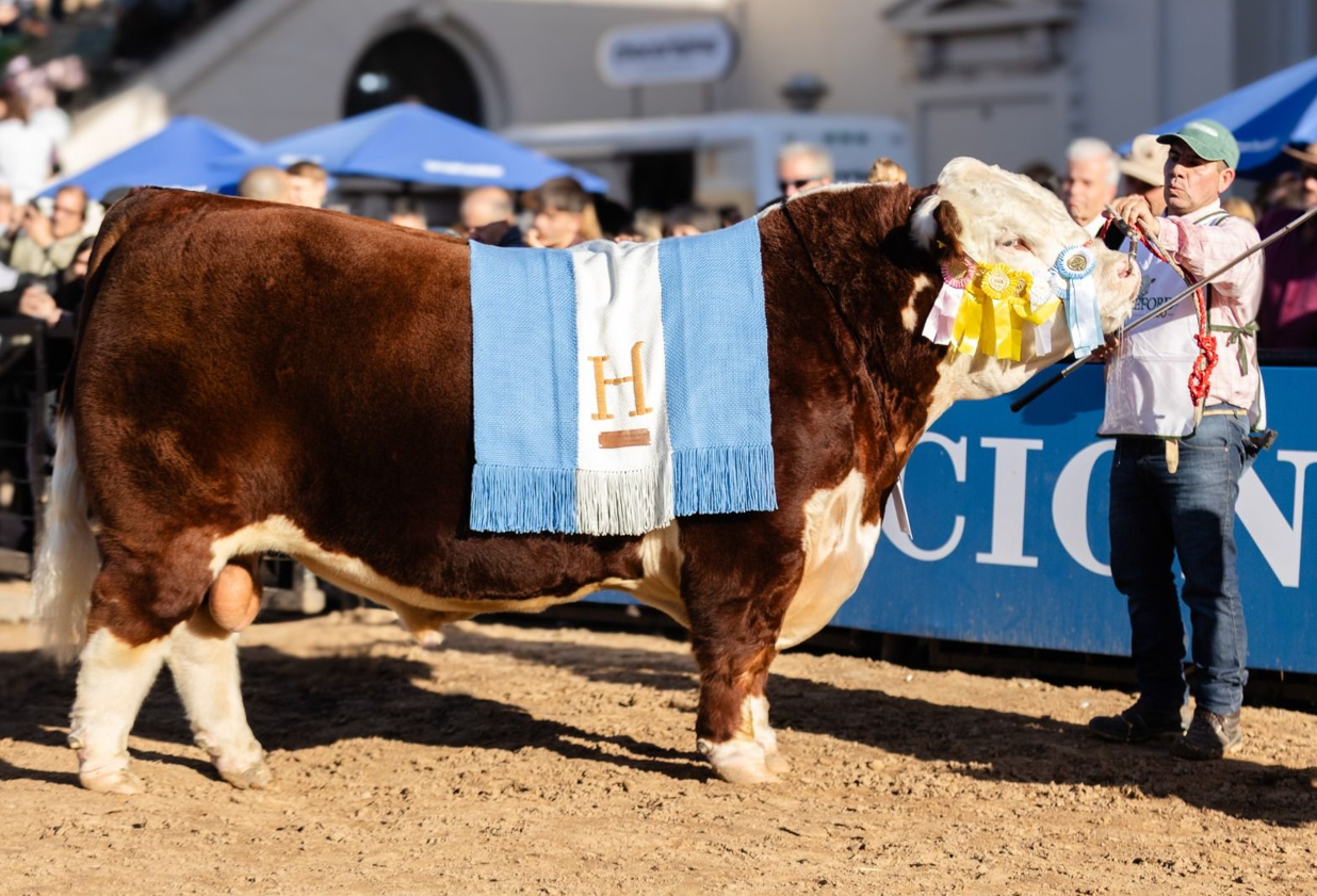 Gran Campeón Macho Hereford en la Expo Rural 2024